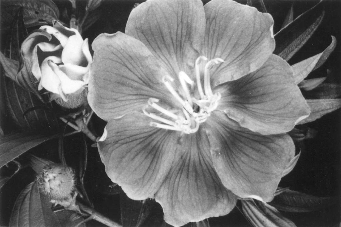 野牡丹毛稔與市花